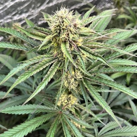 Red Runtz Cake Auto Feminized Marijuana Strain by Purple Caper For Sale Online at Cannabis Seeds Outlet