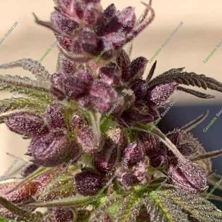 Kandahar Regular Marijuana Strain by Afghan Selection For Sale Online at Cannabis Seeds Outlet
