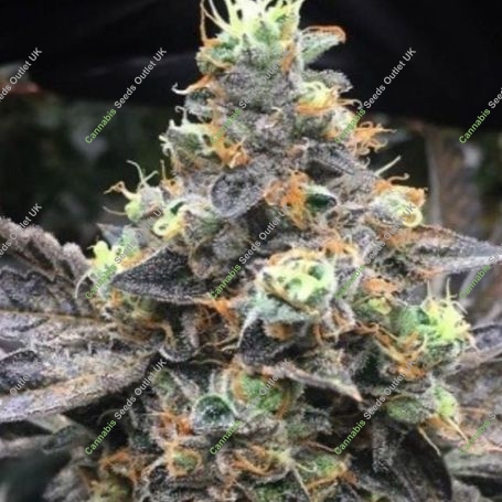 Headshot Feminized Marijuana Strain by Dank Genetics For Sale Online at Cannabis Seeds Outlet