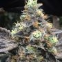 Headshot Feminized Marijuana Strain by Dank Genetics For Sale Online at Cannabis Seeds Outlet