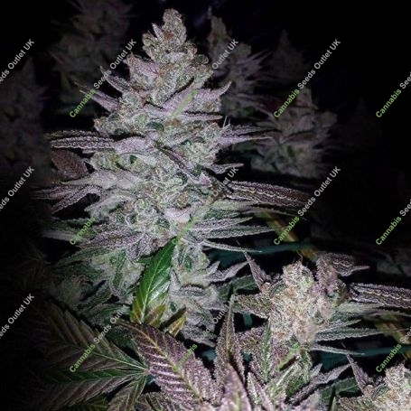 Kings Banner Regular Marijuana Strain by Dark Horse Genetics For Sale Online at Cannabis Seeds Outlet