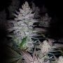 Kings Banner Regular Marijuana Strain by Dark Horse Genetics For Sale Online at Cannabis Seeds Outlet