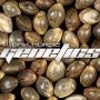 Slammin Pie Regular Marijuana Strain by Dark Horse Genetics For Sale Online at Cannabis Seeds Outlet