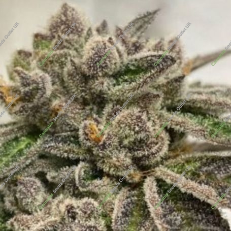 GAK Slurry Regular Marijuana Strain by Hella Seeds Company For Sale Online at Cannabis Seeds Outlet
