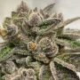 GAK Slurry Regular Marijuana Strain by Hella Seeds Company For Sale Online at Cannabis Seeds Outlet