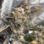 Gammathon Auto Feminized Marijuana Strain by Dark Owl Seeds For Sale Online at Cannabis Seeds Outlet