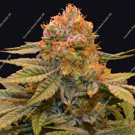 Star Fruit Feminized Marijuana Strain by Grateful Seeds For Sale Online at Cannabis Seeds Outlet