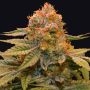 Star Fruit Feminized Marijuana Strain by Grateful Seeds For Sale Online at Cannabis Seeds Outlet
