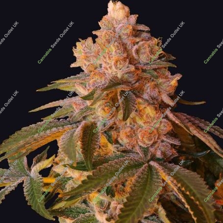 Happy Ending Feminized Marijuana Strain by Grateful Seeds For Sale Online at Cannabis Seeds Outlet