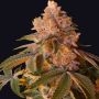 Happy Ending Feminized Marijuana Strain by Grateful Seeds For Sale Online at Cannabis Seeds Outlet