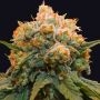 Papaya BX1 Feminized Marijuana Strain by Grateful Seeds For Sale Online at Cannabis Seeds Outlet
