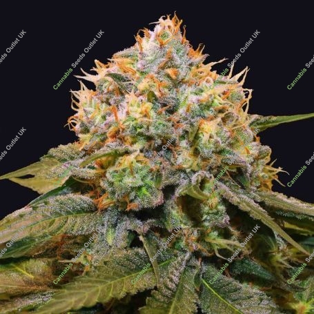 Fresh Cantaloupe Feminized Marijuana Strain by Grateful Seeds For Sale Online at Cannabis Seeds Outlet