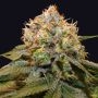 Fresh Cantaloupe Feminized Marijuana Strain by Grateful Seeds For Sale Online at Cannabis Seeds Outlet