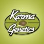 Candy Gas x Melon Feminized Marijuana Strain by Karma Genetics For Sale Online at Cannabis Seeds Outlet