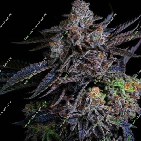 Acai Bananas Feminized Marijuana Strain by Black Farm Genetix For Sale Online at Cannabis Seeds Outlet
