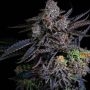 Acai Bananas Feminized Marijuana Strain by Black Farm Genetix For Sale Online at Cannabis Seeds Outlet