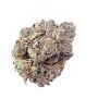 Black Farm Genetix Acai Cake Smoke Buds Weed Ganja Skunk Dope Pot Images Pics Nuggets