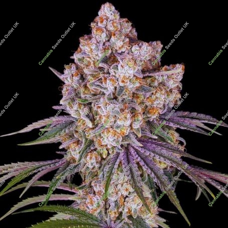 Acai Cake Feminized Marijuana Strain by Black Farm Genetix For Sale Online at Cannabis Seeds Outlet