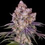 Acai Cake Feminized Marijuana Strain by Black Farm Genetix For Sale Online at Cannabis Seeds Outlet