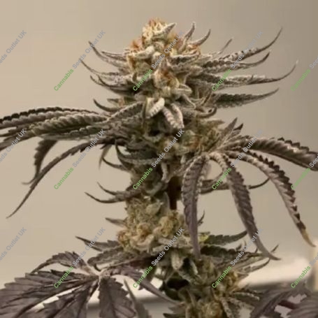 Banana Melonade Feminized Marijuana Strain by Black Farm Genetix For Sale Online at Cannabis Seeds Outlet
