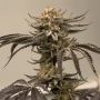 Banana Melonade Feminized Marijuana Strain by Black Farm Genetix For Sale Online at Cannabis Seeds Outlet