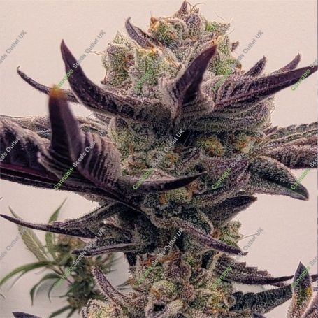 Bitch Glue Feminized Marijuana Strain by Black Farm Genetix For Sale Online at Cannabis Seeds Outlet