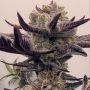 Bitch Glue Feminized Marijuana Strain by Black Farm Genetix For Sale Online at Cannabis Seeds Outlet