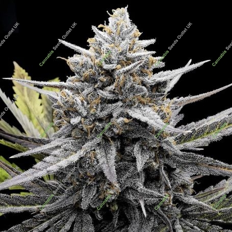 Bubba Slaps Feminized Marijuana Strain by Black Farm Genetix For Sale Online at Cannabis Seeds Outlet