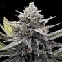 Bubba Slaps Feminized Marijuana Strain by Black Farm Genetix For Sale Online at Cannabis Seeds Outlet