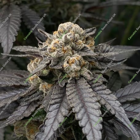 Bubba Storm Feminized Marijuana Strain by Black Farm Genetix For Sale Online at Cannabis Seeds Outlet