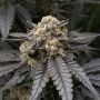 Bubba Storm Feminized Marijuana Strain by Black Farm Genetix For Sale Online at Cannabis Seeds Outlet