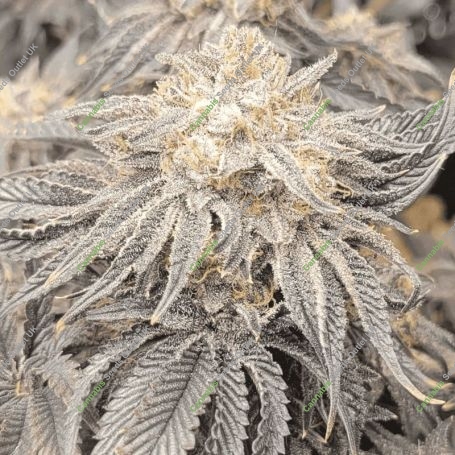 Josh Ghost Feminized Marijuana Strain by Black Farm Genetix For Sale Online at Cannabis Seeds Outlet
