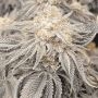 Josh Ghost Feminized Marijuana Strain by Black Farm Genetix For Sale Online at Cannabis Seeds Outlet