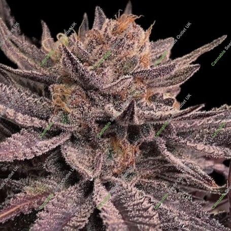 Lamponi 20 Feminized Marijuana Strain by Black Farm Genetix For Sale Online at Cannabis Seeds Outlet