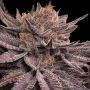 Lamponi 20 Feminized Marijuana Strain by Black Farm Genetix For Sale Online at Cannabis Seeds Outlet
