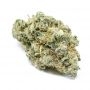 Cannabis Seeds Outlet Weed Strain Critical Gorilla Auto Feminized Marijuana Seeds Original Collector Souvenir Authentic Packagin