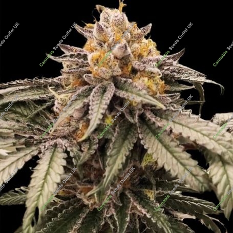 Lemon Acai Feminized Marijuana Strain by Black Farm Genetix For Sale Online at Cannabis Seeds Outlet