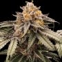 Lemon Acai Feminized Marijuana Strain by Black Farm Genetix For Sale Online at Cannabis Seeds Outlet