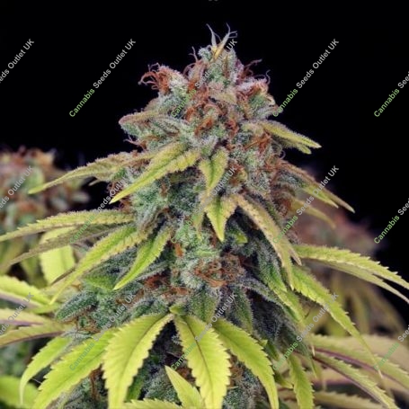 Lemon Crasher Feminized Marijuana Strain by Black Farm Genetix For Sale Online at Cannabis Seeds Outlet