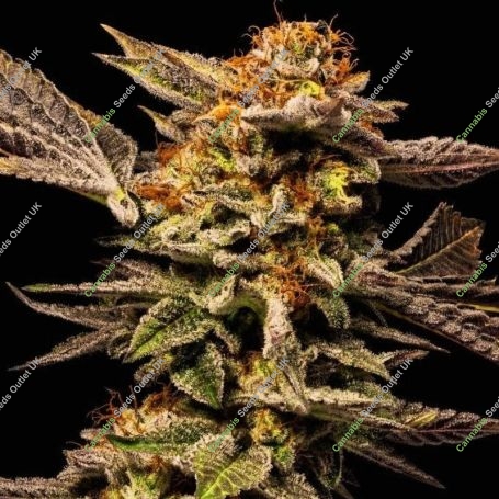 Los Angeles Kush Feminized Marijuana Strain by Black Farm Genetix For Sale Online at Cannabis Seeds Outlet