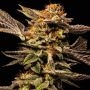 Los Angeles Kush Feminized Marijuana Strain by Black Farm Genetix For Sale Online at Cannabis Seeds Outlet