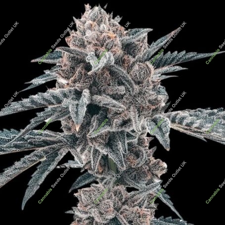 Motor Crashers Feminized Marijuana Strain by Black Farm Genetix For Sale Online at Cannabis Seeds Outlet