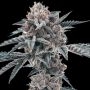 Motor Crashers Feminized Marijuana Strain by Black Farm Genetix For Sale Online at Cannabis Seeds Outlet