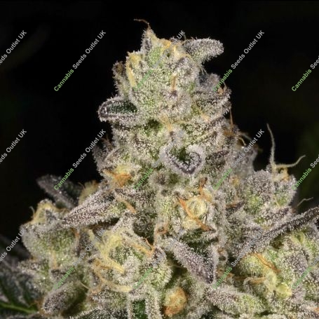 Sinaloa Cake Feminized Marijuana Strain by Black Farm Genetix For Sale Online at Cannabis Seeds Outlet