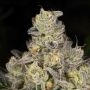 Sinaloa Cake Feminized Marijuana Strain by Black Farm Genetix For Sale Online at Cannabis Seeds Outlet