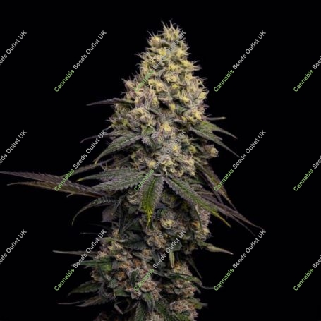 Sugar Cake Feminized Marijuana Strain by Black Farm Genetix For Sale Online at Cannabis Seeds Outlet