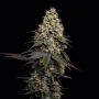 Sugar Cake Feminized Marijuana Strain by Black Farm Genetix For Sale Online at Cannabis Seeds Outlet