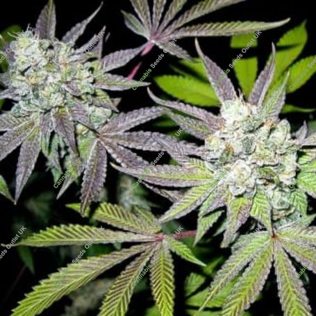 Tiramisu Feminized Marijuana Strain by Black Farm Genetix For Sale Online at Cannabis Seeds Outlet