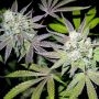 Tiramisu Feminized Marijuana Strain by Black Farm Genetix For Sale Online at Cannabis Seeds Outlet