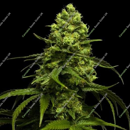 Amnesic Gorilla Feminized Marijuana Strain by Flash Seeds For Sale Online at Cannabis Seeds Outlet